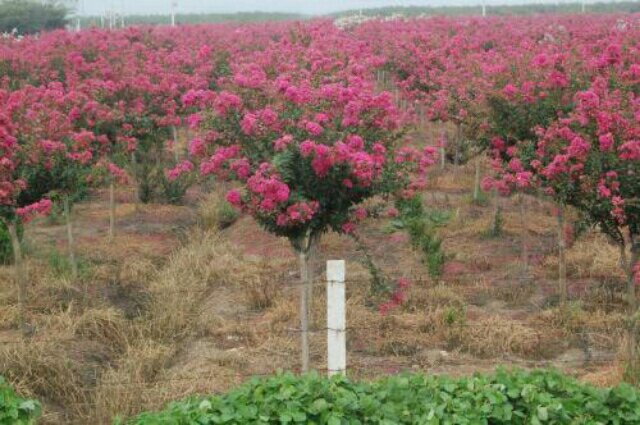 俯瞰一片规模化种植的红花四季丹桂基地,整齐排列的灌木丛形成绿色方阵,部分区域正处于盛花期,呈现出点点橙红色花斑,田间有喷灌系统运行,远处可见管理用房和运输道路,整体布局科学规范 红花四季丹桂种植基地航拍图