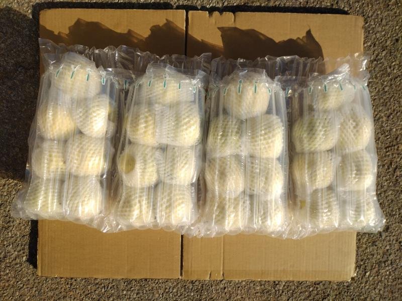 黄元帅苹果包装与运输,工人正在分拣装箱 黄元帅苹果包装与运输