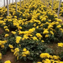 金丝皇菊