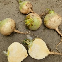 大量蔓菁出售