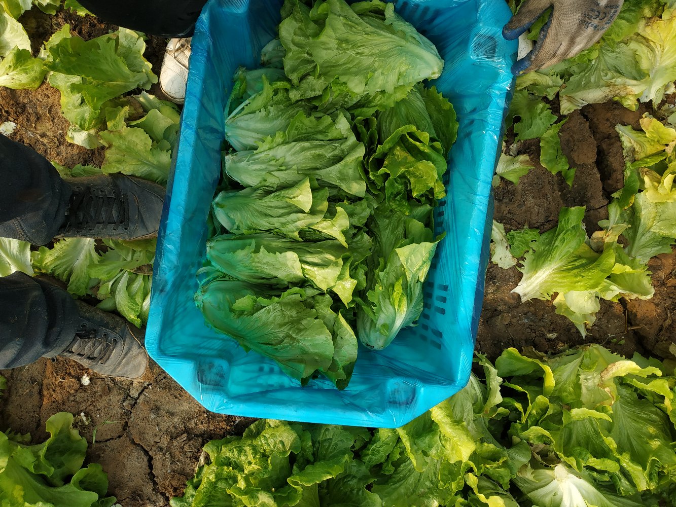工人正在田间采收散叶生菜,手持剪刀剪取带根植株,旁边有塑料筐盛放成品,背景为分级工作台,工作人员按大小分类装袋,体现规范化采后流程 散叶生菜采收与分级包装现场