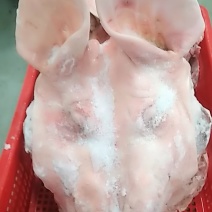 猪头