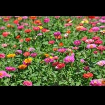 百日草，波斯菊