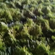 苦苣