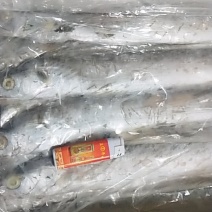 刀鱼