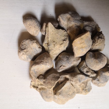 石燕产地货源批发价格行情