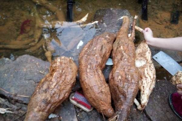 粉葛成熟期田间实景图