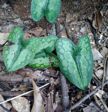 [细辛批发]野生细辛有人收吗价格15.00元/斤 - 一亩田