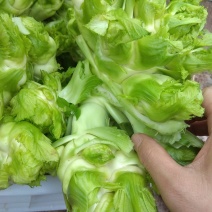 儿菜