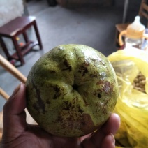 油茶苗高产嫁接良种大果红花油茶苗裸根杯苗欢迎看苗
