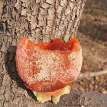 柿饼