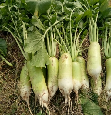 [青萝卜批发]露头青萝卜价格0.15元/斤 - 一亩田