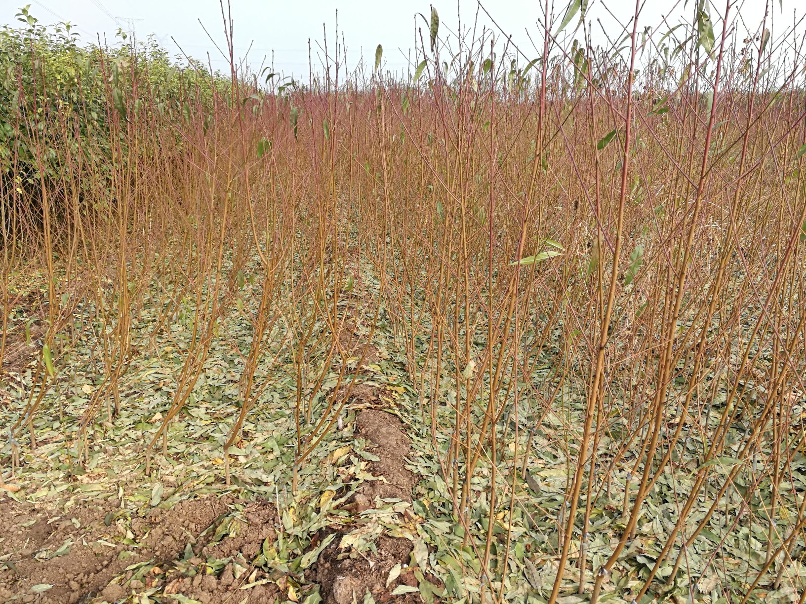 一群果农在炎陵县某标准化苗圃基地内实地查看黄桃嫁接苗生长情况,工作人员正在讲解苗木规格与栽培要点,地上整齐摆放着装有黄桃苗的育苗袋,背景可见温室大棚与标识牌,展现专业育苗场景 农户在苗圃地挑选嫁接黄桃苗