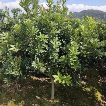 5-7公分东魁杨梅