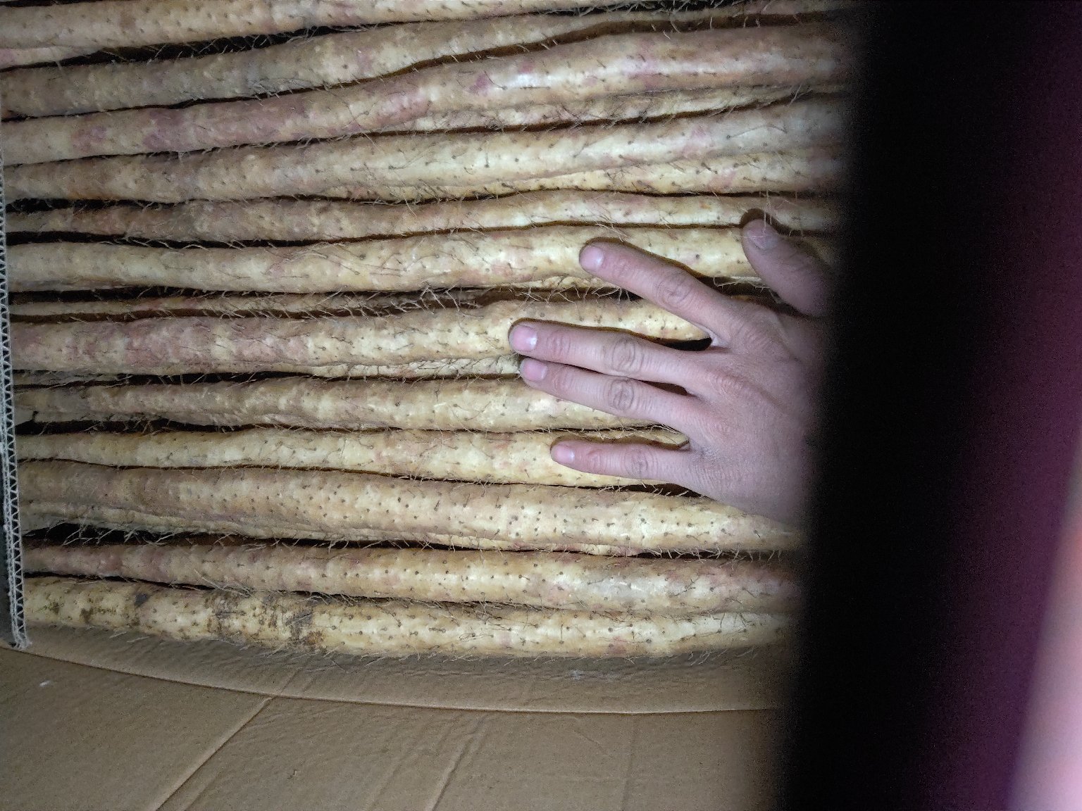 一只手正握持一根完整的小白嘴山药,另一只手用指尖轻压山药中部以测试硬度,背景为农贸市场摊位,旁边摆放着不同品种的山药用于对比 小白嘴山药的手感测试场景