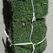 草皮