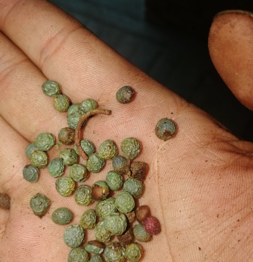 黄连木种子,黄鹂芽,木蓼