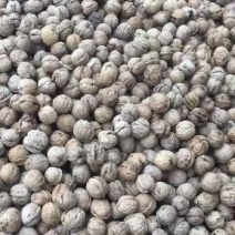 大量批发核桃！质量很好！诚信经营！欢迎各位老板光临惠顾！