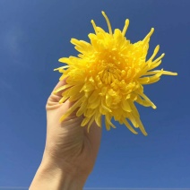 金丝黄菊极品30朵/盒精致简易装