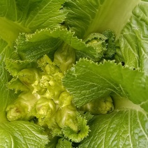 儿菜