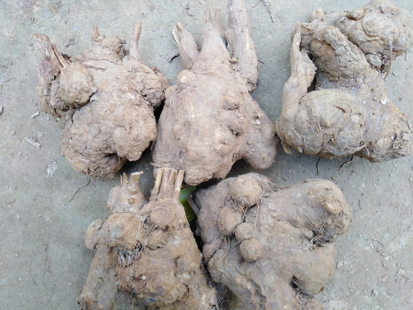 白术药材整体外观