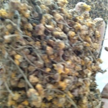 野菊花——颗粒