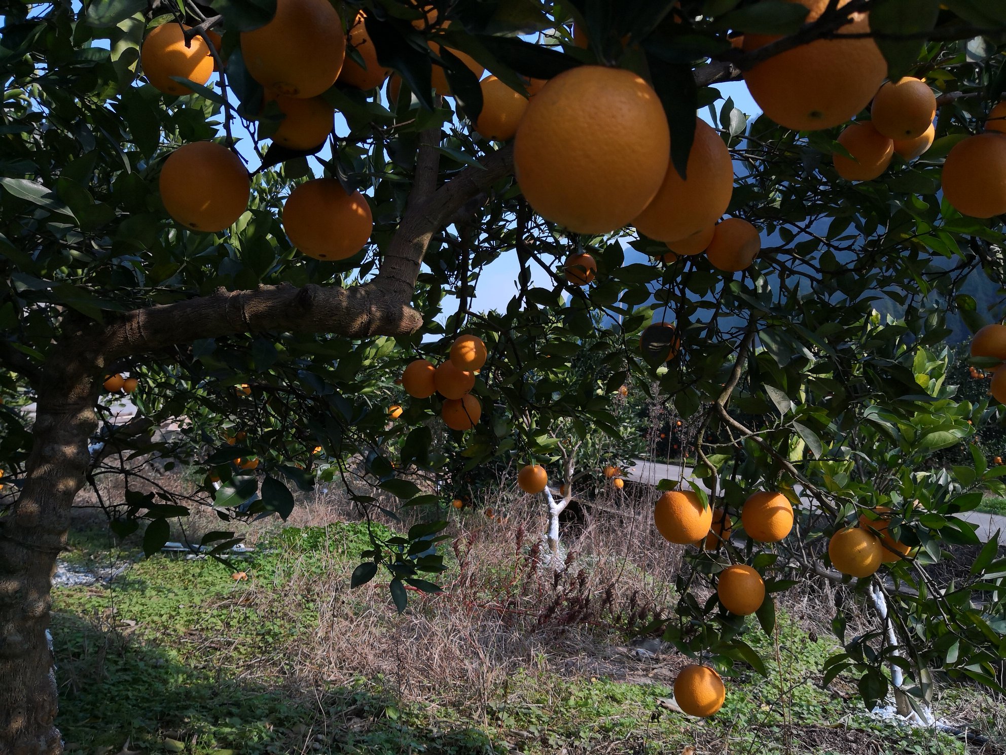 阳光下的红心脐橙果园,果实饱满,叶片翠绿,呈现出丰收的景象 红心脐橙果园