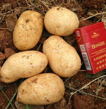 [丽薯六号土豆批发]丽薯六号土豆价格110元/斤 