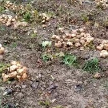 生鲜蔬菜凉薯地瓜沙葛，土瓜。湖北沙土地特产。优质供应链