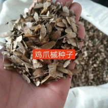 鸡爪槭种子小苗，12345678公分，有需要可以联系，