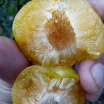 蜂糖李子苗免费提供技术指导