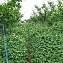 果园草种子盖杂草四季种植多年生改善土壤提高有机物以草制草