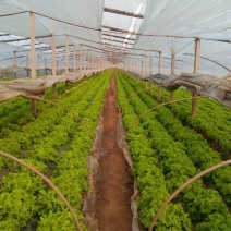 散叶生菜7两左右基地直发，欢迎各位老板致电洽谈
