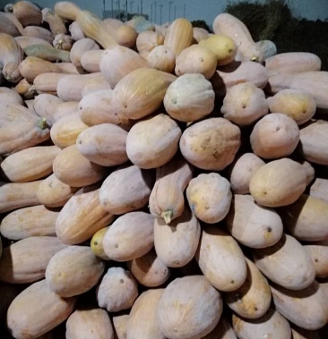 湖北丹江囗坡地金韩蜜本南瓜,甜!面!全黄!