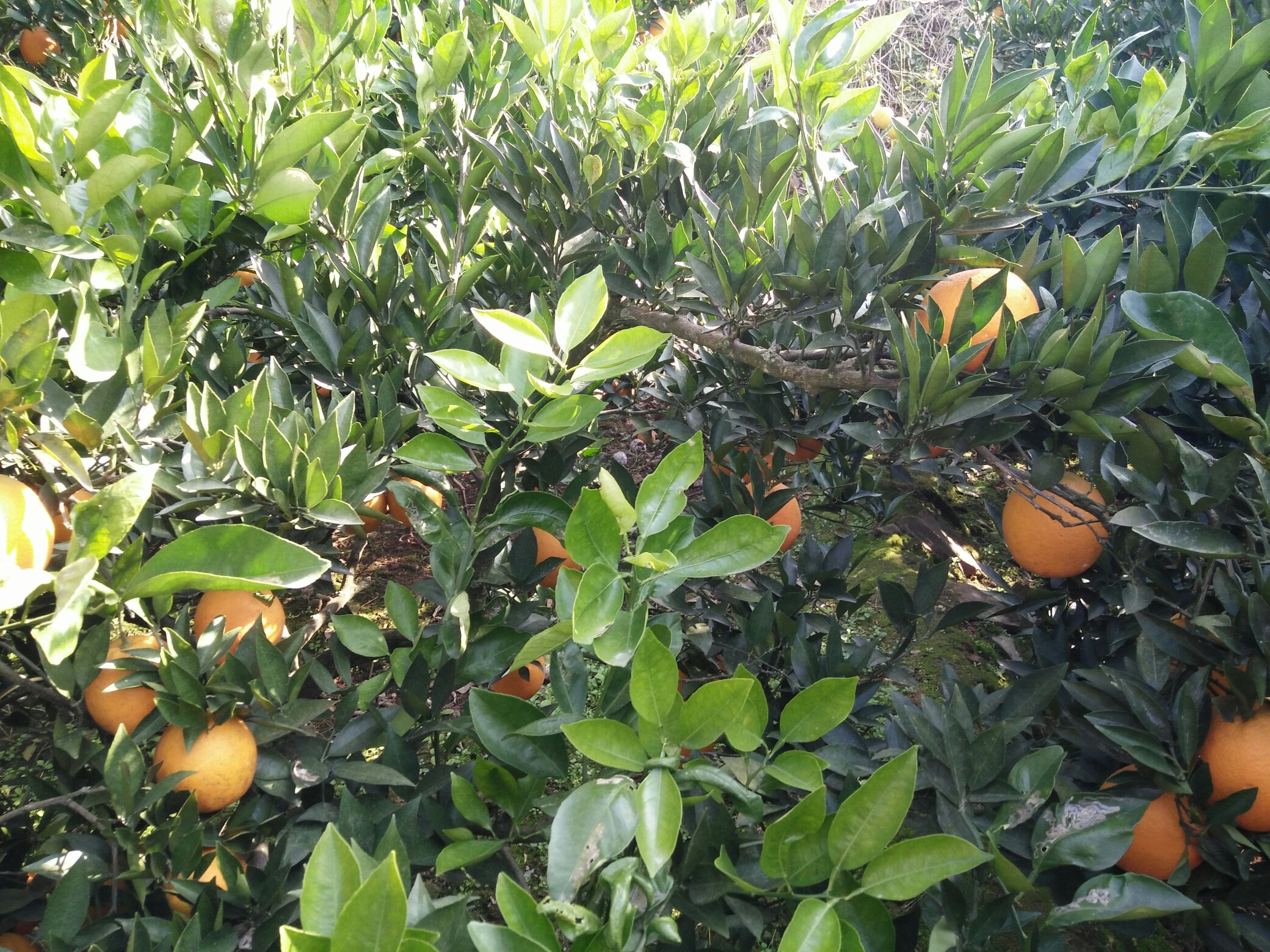 金堂县成片的脐橙果园航拍全景