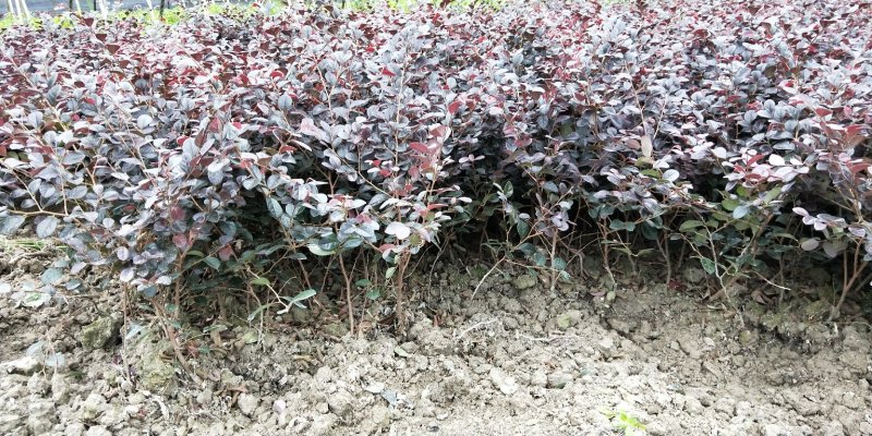 红叶石楠苗种植方法视频