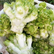 儿菜