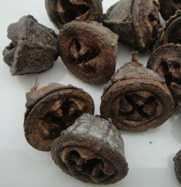 一口钟桉树果桉果无硫新货批发零售冷背中药材