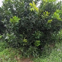 柚子树，阳朔县斌斌三红蜜柚种植家庭农场