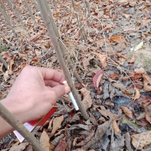 樱花，日本樱花早樱小苗，嫁接樱花，各种规格樱花