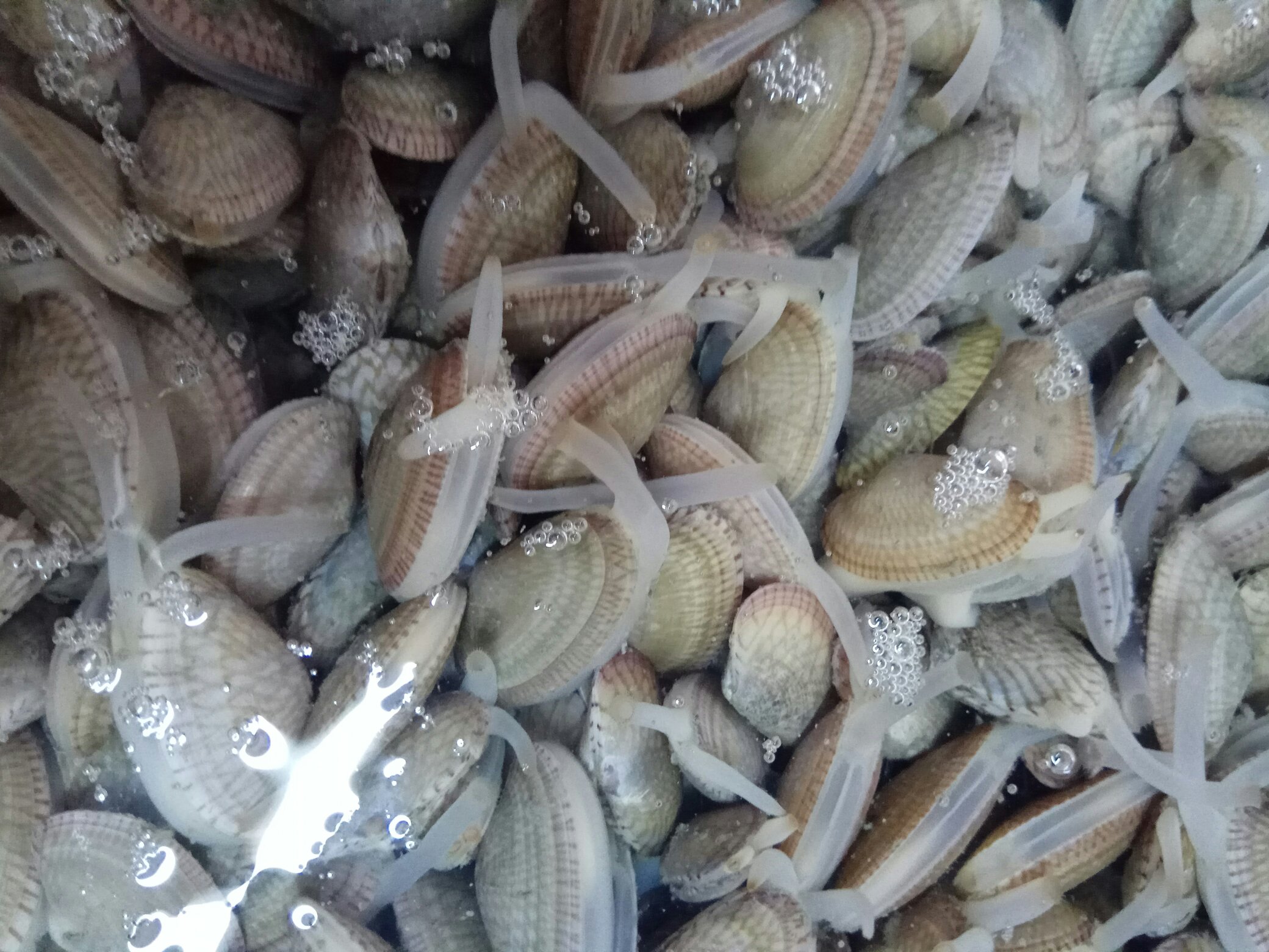 花蛤在水中张壳,说明仍存活 花蛤在水中张壳,说明仍存活