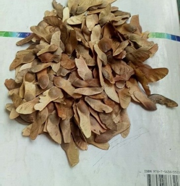 五角枫种子,枫树种子!纯新种子,保出牙率九零以上!