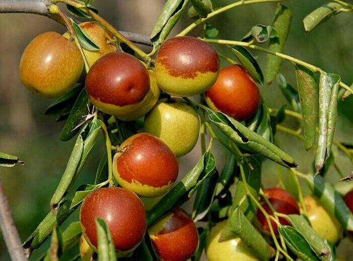 图片说明:展示冬枣从开花到成熟四个关键时期的果实形态变化,包括花后7天小幼果、花后20天进入膨大初期、花后40天空间迅速增大、花后60天开始红晕转色,标注每个阶段的关键管理节点 冬枣果实发育各阶段形态对比图