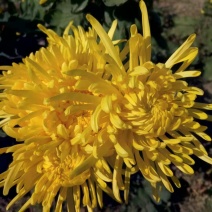金丝黄菊