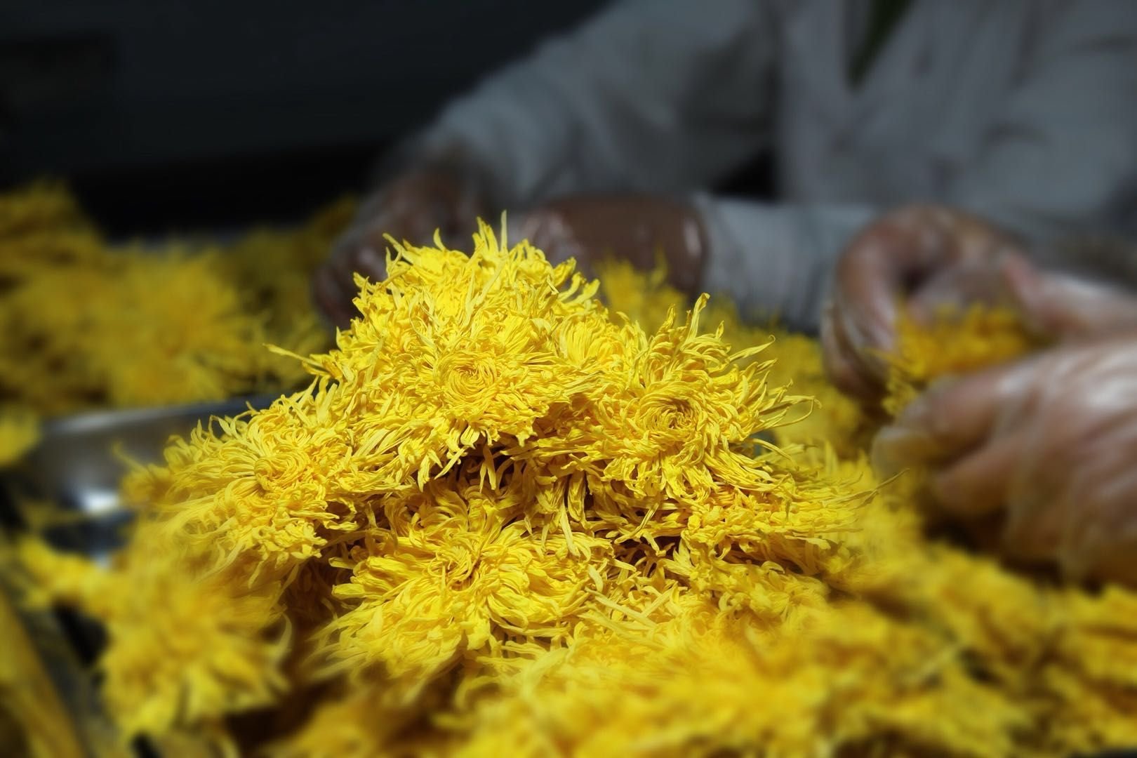 金丝皇菊冲泡步骤图