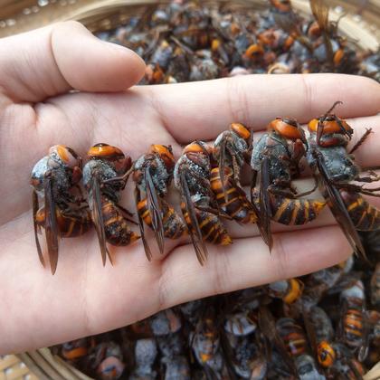 红娘,黄脚蜂王,红娘雄蜂,预售标准蜂群胡蜂泡酒红头蜂胡蜂马蜂 大土蜂