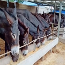 肉驴养殖