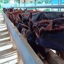 肉驴德州驴