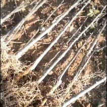 花椒树苗