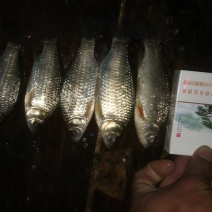 大沙河野生鲫鱼！多大规格都有